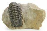 Detailed Crotalocephalina Trilobite - Atchana, Morocco #359549-3